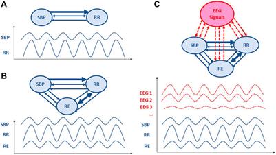 The contribution of granger causality analysis to our understanding of cardiovascular homeostasis: from cardiovascular and respiratory interactions to central autonomic network control